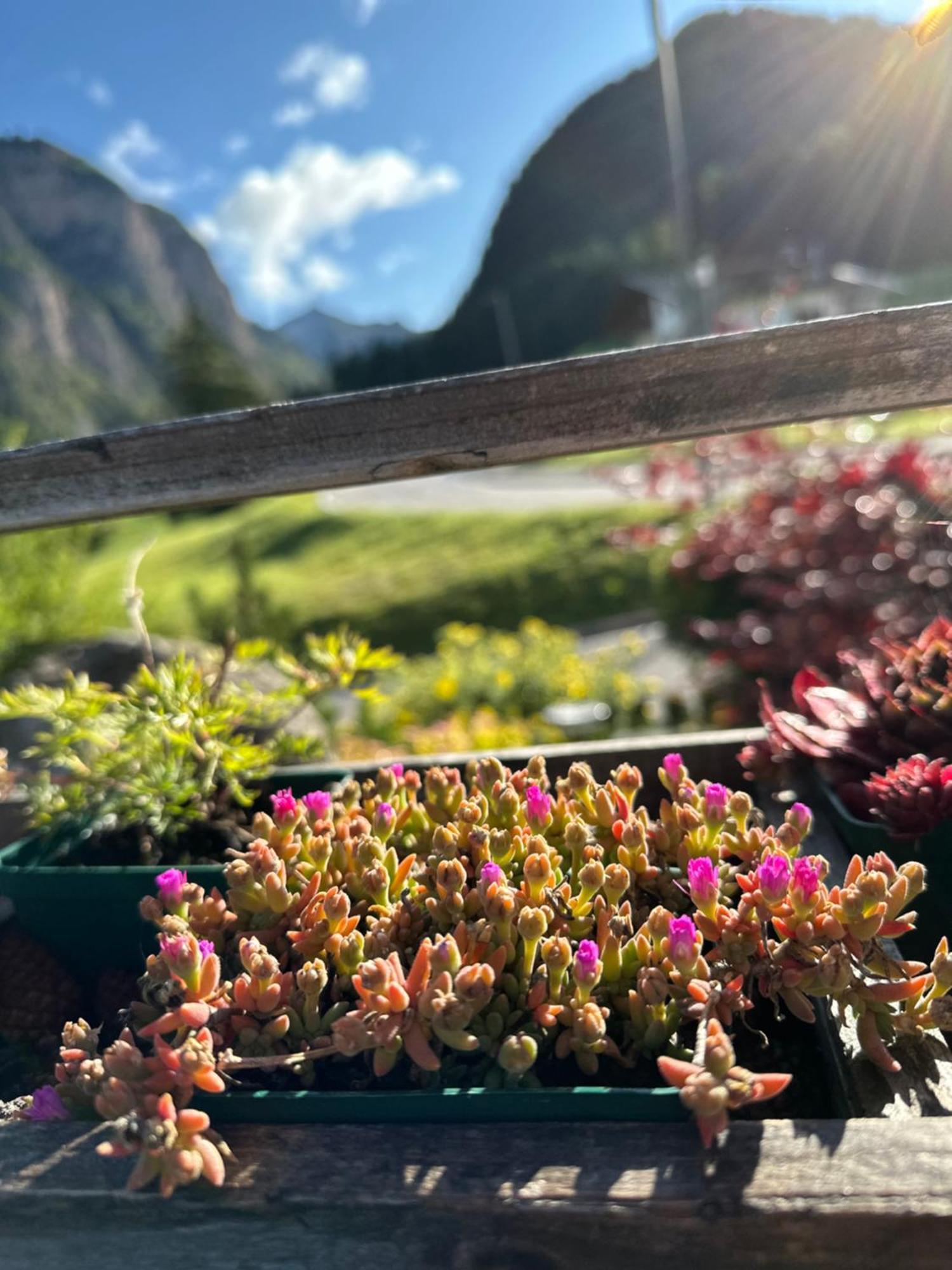 Garni Villa Erna Sëlva di Val Gardena Eksteriør billede